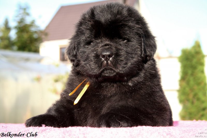 Фото: ньюфаундленд Белкондер-Клаб Белла Ренессанс (Belkonder-Club Bella Renaissance)