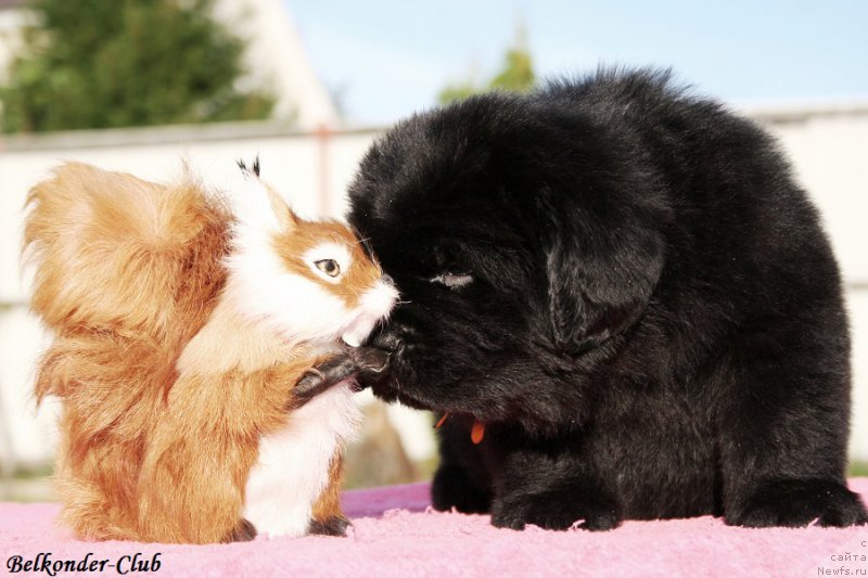 Фото: ньюфаундленд Белкондер-Клаб Белла Ренессанс (Belkonder-Club Bella Renaissance)