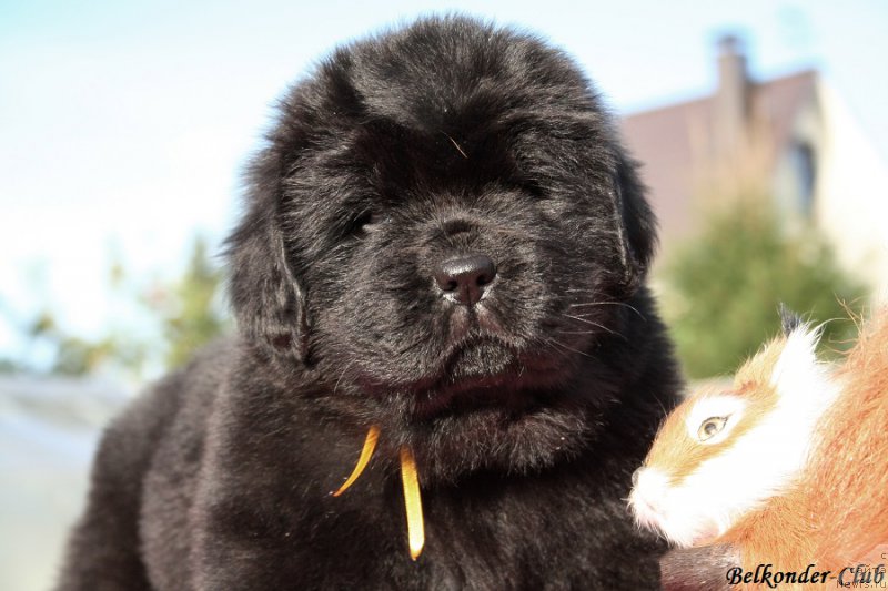 Фото: ньюфаундленд Белкондер-Клаб Белла Ренессанс (Belkonder-Club Bella Renaissance)