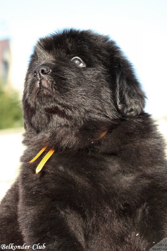 Фото: ньюфаундленд Белкондер-Клаб Белла Ренессанс (Belkonder-Club Bella Renaissance)