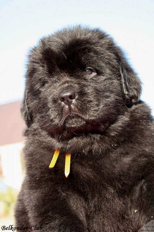 Фото: ньюфаундленд Белкондер-Клаб Белла Ренессанс (Belkonder-Club Bella Renaissance)