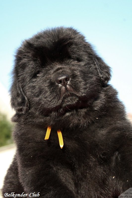 Фото: ньюфаундленд Белкондер-Клаб Белла Ренессанс (Belkonder-Club Bella Renaissance)