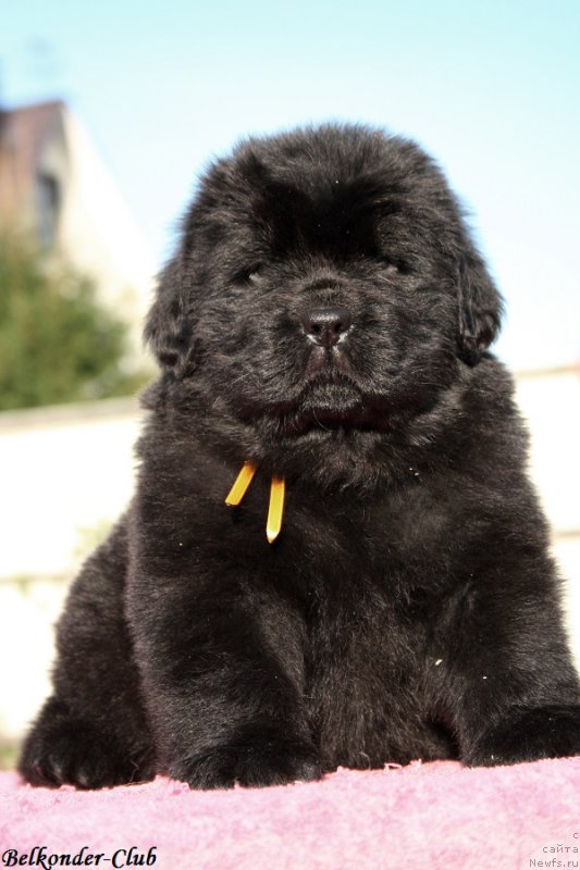 Фото: ньюфаундленд Белкондер-Клаб Белла Ренессанс (Belkonder-Club Bella Renaissance)