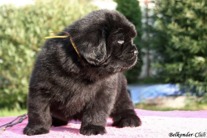 Фото: ньюфаундленд Белкондер-Клаб Белла Ренессанс (Belkonder-Club Bella Renaissance)