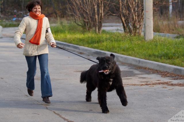 Фото: ньюфаундленд Любимая Моя с Берега Дона (Lubimaya Moya s Berega Dona), Полина Немирович-Данченко