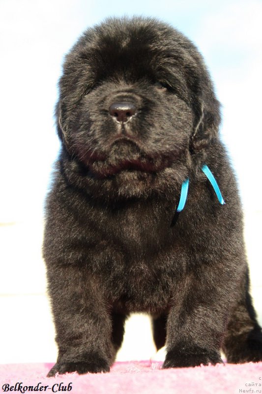 Фото: ньюфаундленд Белкондер-Клаб Бьянка Маруша (Belkonder-Club Bianca Marussia)