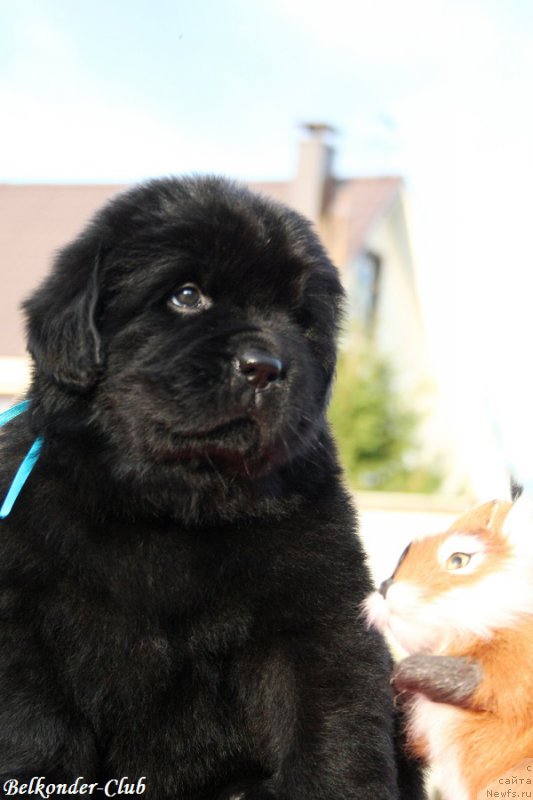 Фото: ньюфаундленд Белкондер-Клаб Бьянка Маруша (Belkonder-Club Bianca Marussia)