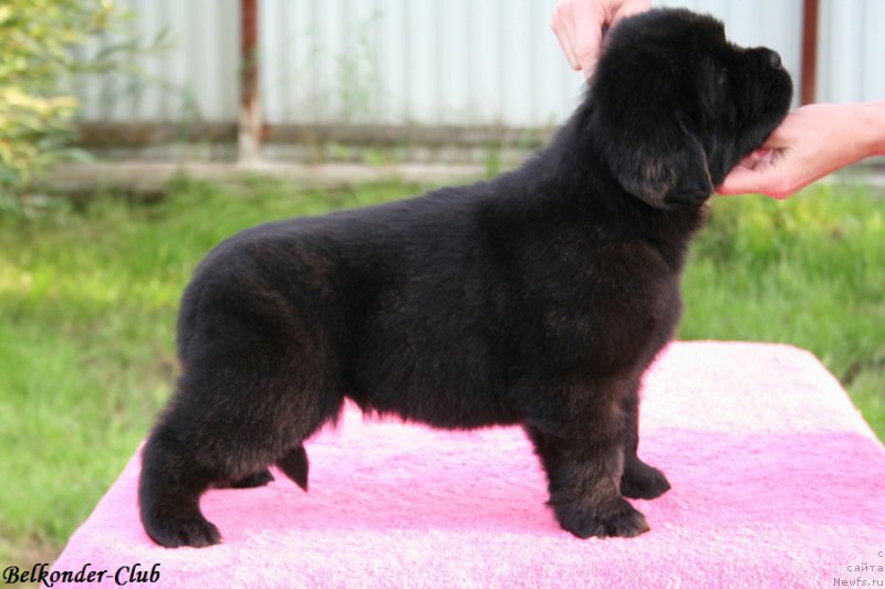 Фото: ньюфаундленд Белкондер-Клаб Бьянка Маруша (Belkonder-Club Bianca Marussia)