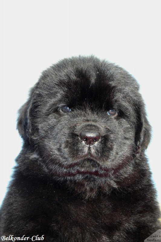 Фото: ньюфаундленд Белкондер-Клаб Бьянка Маруша (Belkonder-Club Bianca Marussia)