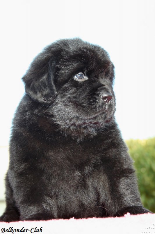 Фото: ньюфаундленд Белкондер-Клаб Бьянка Маруша (Belkonder-Club Bianca Marussia)