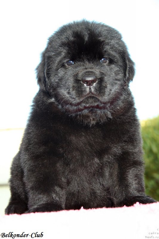 Фото: ньюфаундленд Белкондер-Клаб Бьянка Маруша (Belkonder-Club Bianca Marussia)