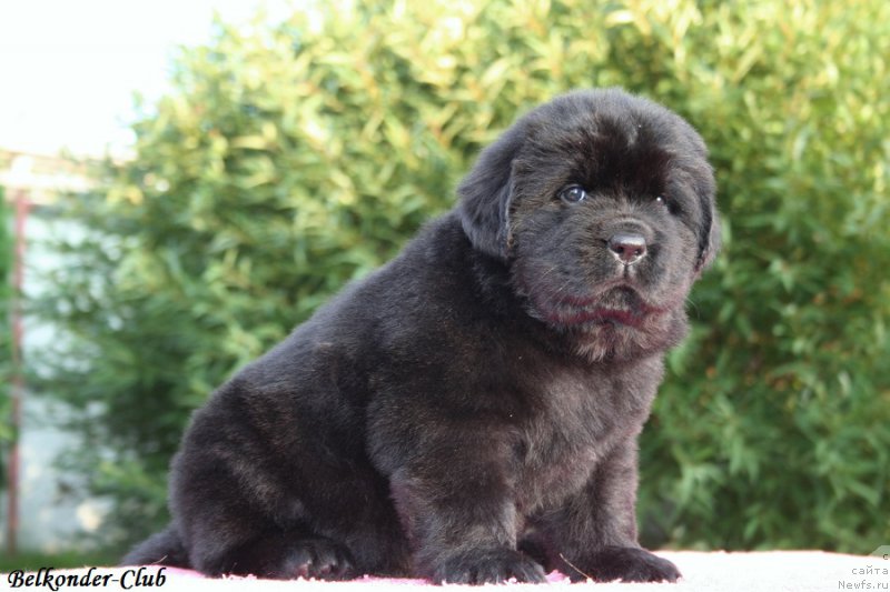 Фото: ньюфаундленд Белкондер-Клаб Бьянка Маруша (Belkonder-Club Bianca Marussia)
