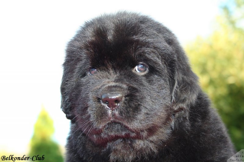 Фото: ньюфаундленд Белкондер-Клаб Бьянка Маруша (Belkonder-Club Bianca Marussia)