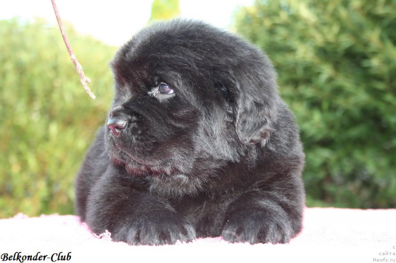 Фото: ньюфаундленд Белкондер-Клаб Бьянка Маруша (Belkonder-Club Bianca Marussia)