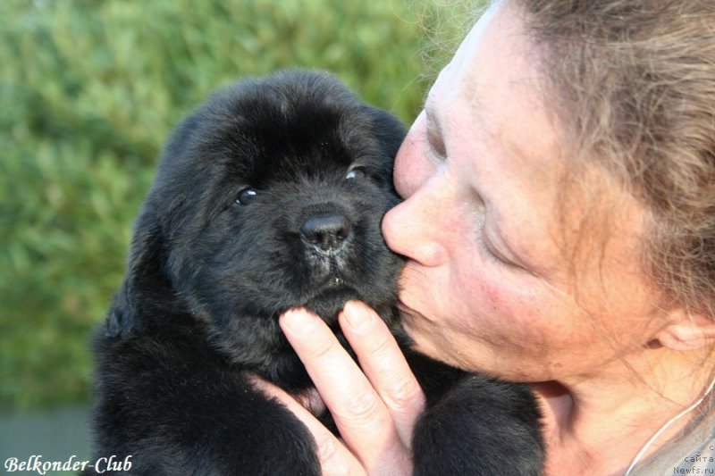 Фото: Анна Ковалёва, ньюфаундленд Белкондер-Клаб Бьянка Маруша (Belkonder-Club Bianca Marussia)