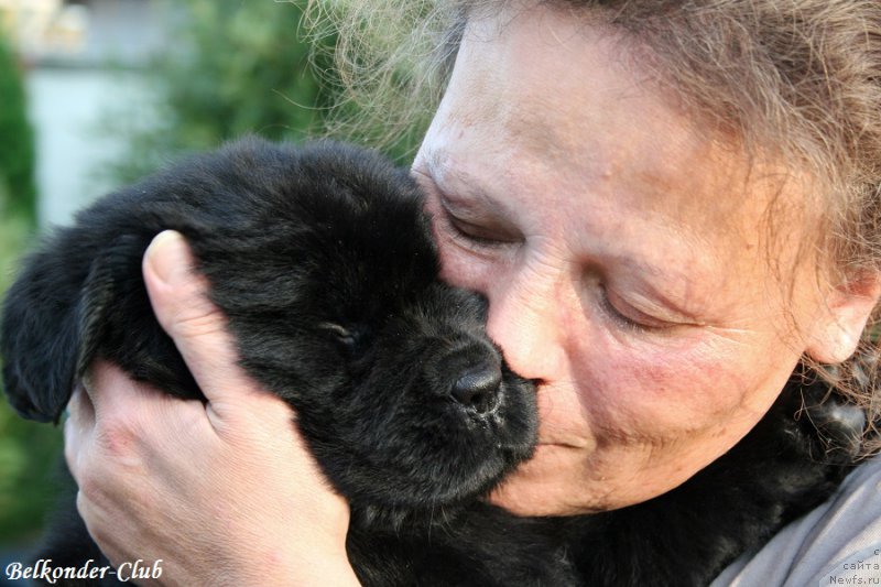 Фото: Анна Ковалёва, ньюфаундленд Белкондер-Клаб Бьянка Маруша (Belkonder-Club Bianca Marussia)