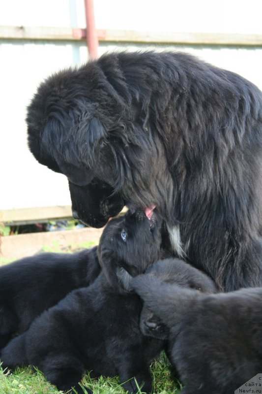 Фото: ньюфаундленд Treasure for Belkonder-Club Midnight Bear