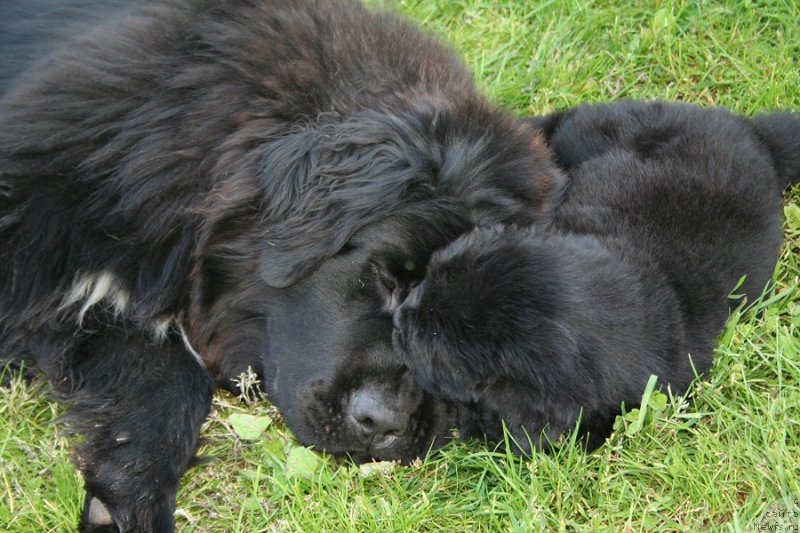 Фото: ньюфаундленд Treasure for Belkonder-Club Midnight Bear