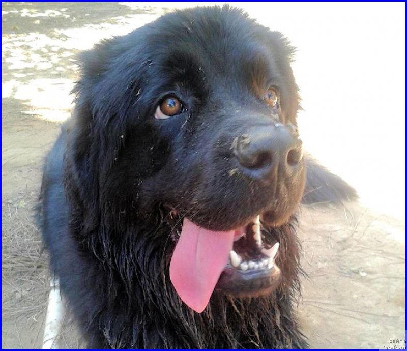 Фото: ньюфаундленд Браунблад МСК Харита Хавва (Brownblood MSK Harita Havva)