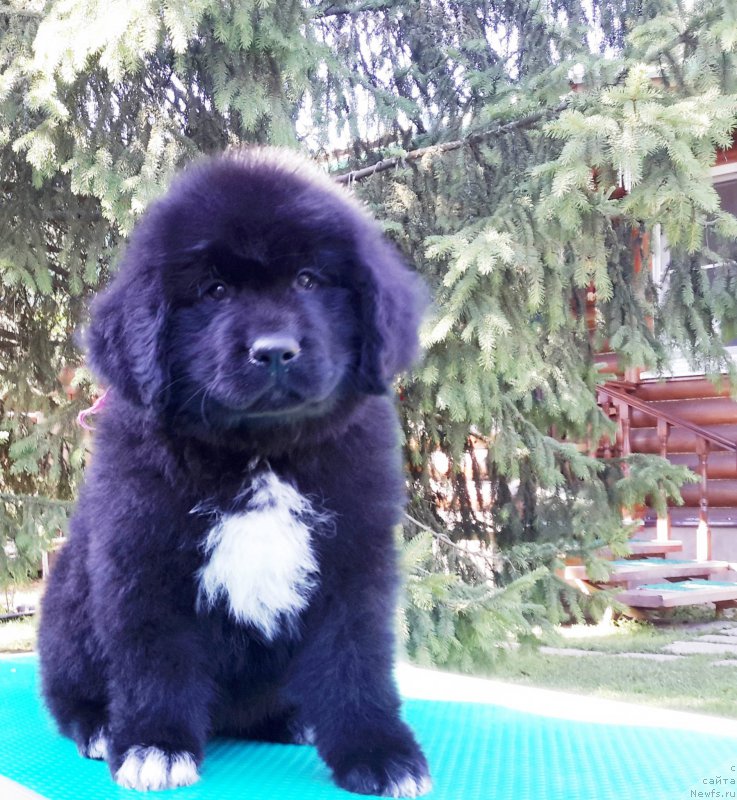 Фотография № 191475