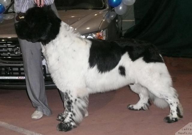 Фото: ньюфаундленд Супер Бизон Арго (Super Bizon Argo)