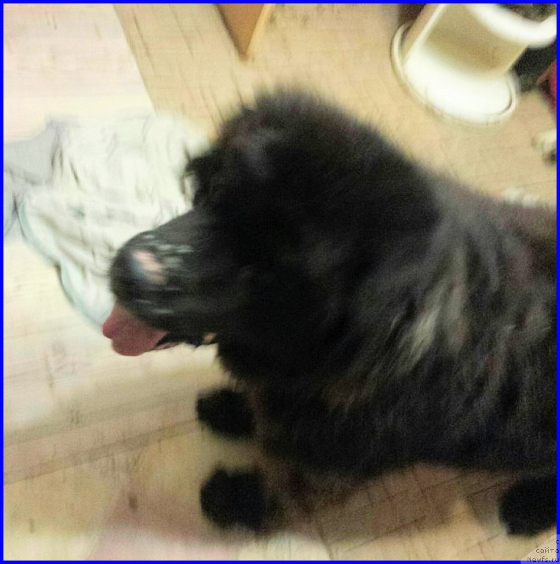 Фото: ньюфаундленд Валенсия Черная Жемчужина