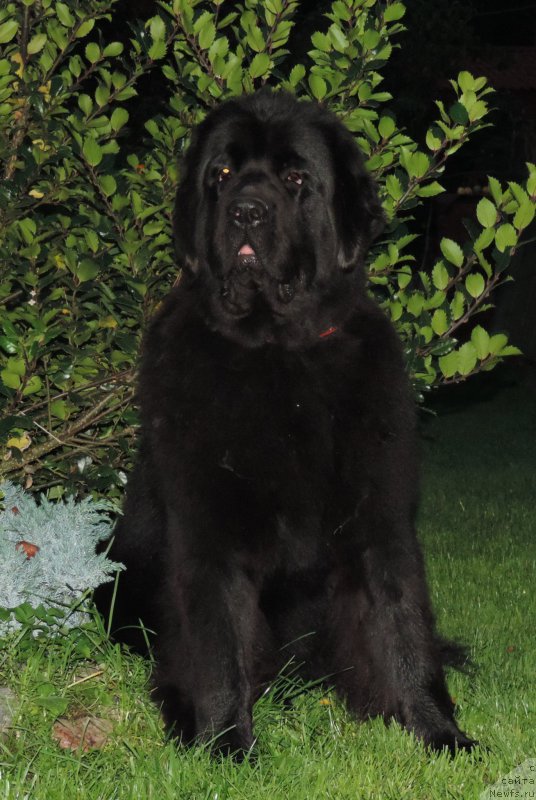 Фото: ньюфаундленд Love Inside Your Soul Moon Bear