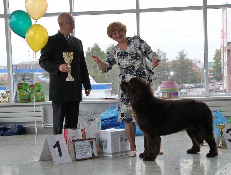 Фото: ньюфаундленд Ньюфорт Ваше Величество Брабус