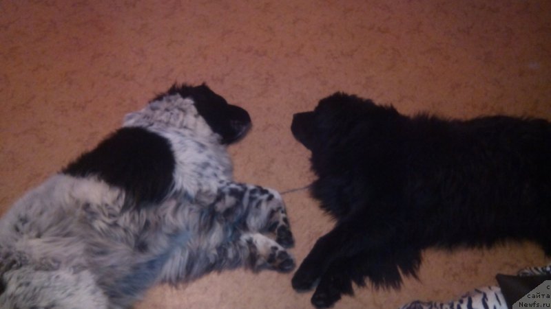 Фото: ньюфаундленд Сказочная Кроха Шампань, ньюфаундленд Вашингтон