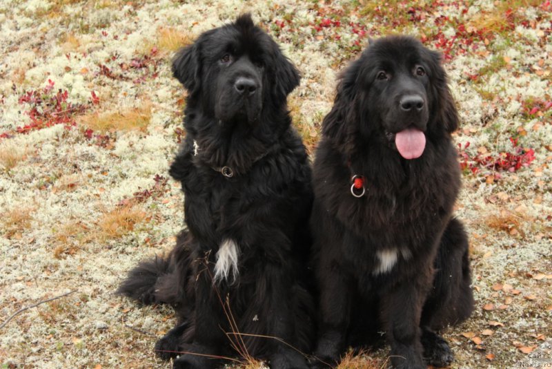 Фотография № 191532