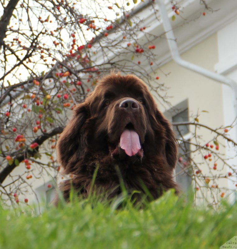 Фото: ньюфаундленд Обуш Шед Янтарный Поцелуй