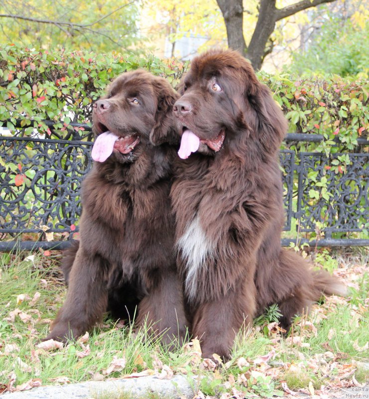 Фото: ньюфаундленд Ньюфорт Ваше Величество Брабус, ньюфаундленд Обуш Шед Янтарный Поцелуй
