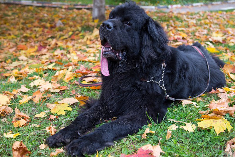 Фото: Гастон де Фуа