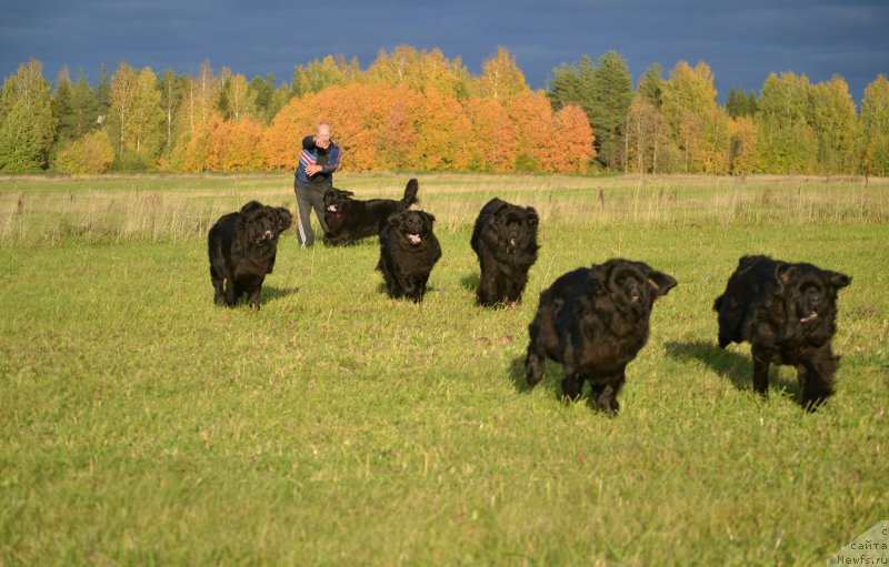 Фото: ньюфаундленд Нефертити Красавица Грядет, ньюфаундленд Симбад Покоритель Морей, ньюфаундленд Назар Вятский Медведь (Nazar Vyatskiy Medved), ньюфаундленд Многоликая Богиня Манифик (Mnogolikaya Boginya Manifik), ньюфаундленд Акватория Келвин Шарлиз (Aquatoriya Kelvin Sharliz), ньюфаундленд Скарлет О'Хара