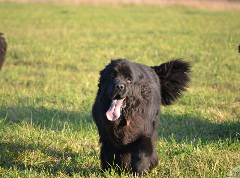 Фото: ньюфаундленд Многоликая Богиня Манифик (Mnogolikaya Boginya Manifik)