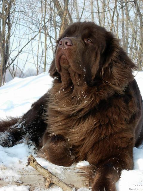 Фото: ньюфаундленд Лесная Сказка Изабелла