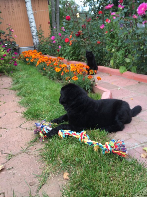 Фото: ньюфаундленд Блэк Перл оф Греат Прайс (Black Pearl of Great Price)