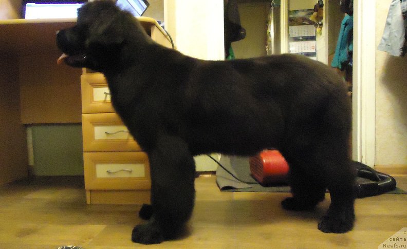 Фото: ньюфаундленд Ньюфорт Ее Величество Виктория