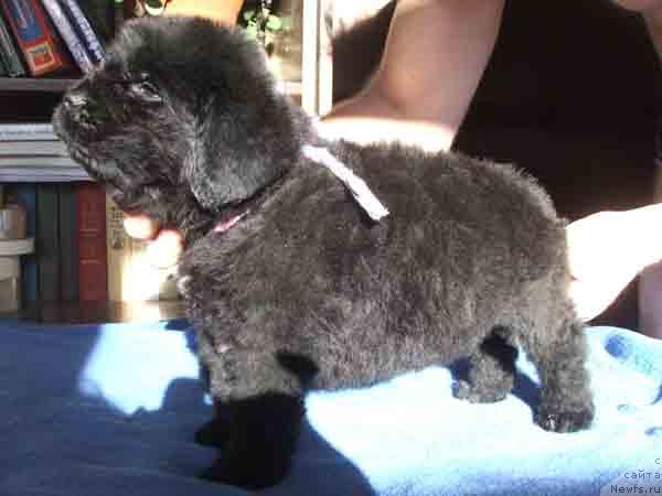 Фото: ньюфаундленд Плюшевая Панда Мистер Икс