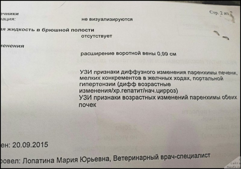 Фото: ньюфаундленд Валенсия Черная Жемчужина