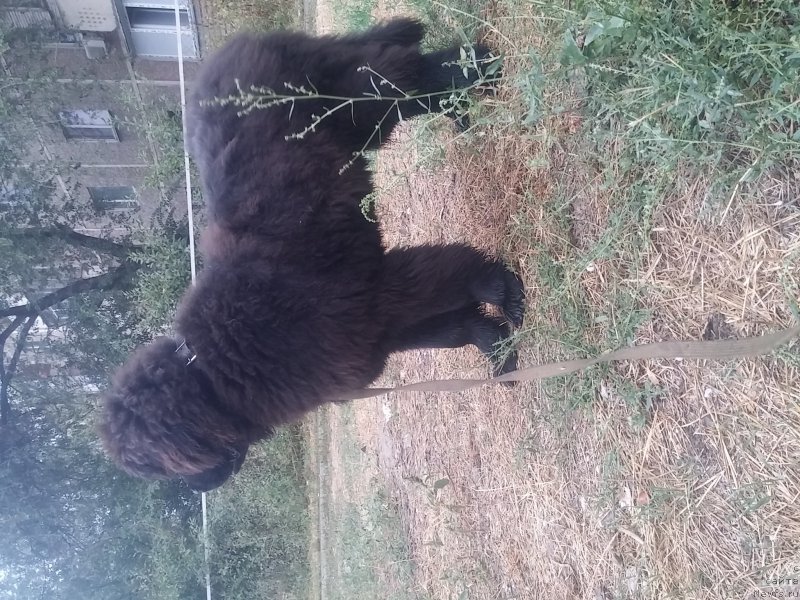 Фото: ньюфаундленд Ньюфорт Дивная Диана