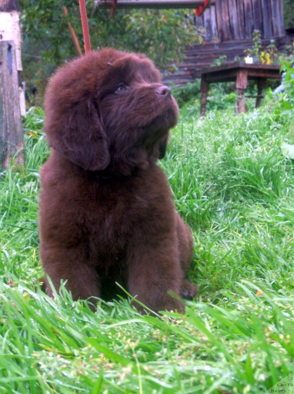 Фото: ньюфаундленд Альфа Дар Окса Везунья