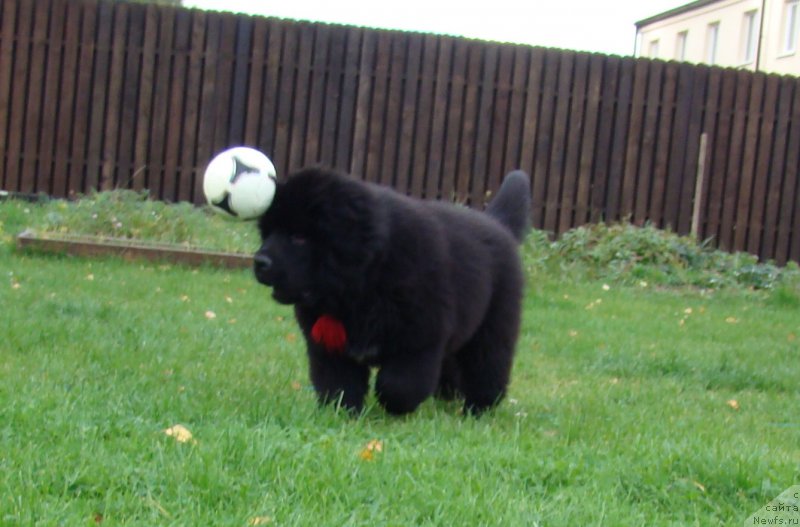 Фото: ньюфаундленд Супер Премиум Фри Винд (Super Premium Free Wind)