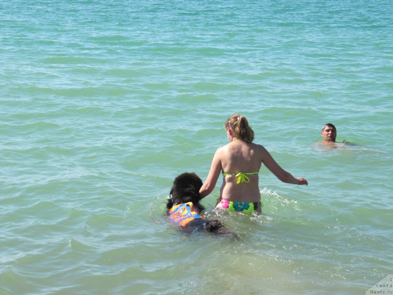 Фото: ньюфаундленд Мелти Вейв Марин Тифея (Melty Wave Marine Tifeya), Анна Петрушкина