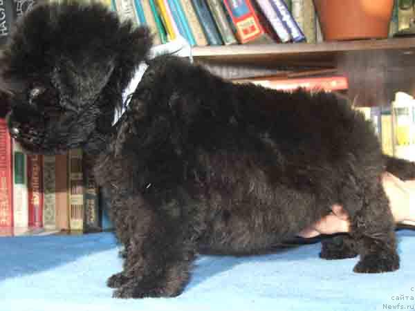 Фото: ньюфаундленд Плюшевая Панда Ми-Ми-Но