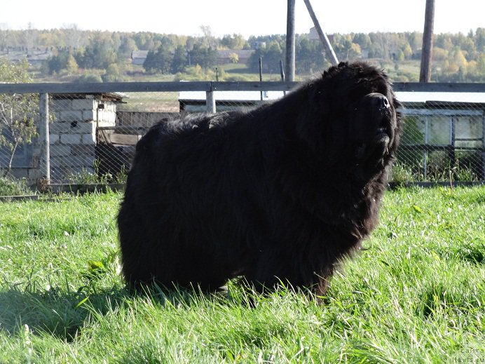 Фото: ньюфаундленд King of Helluland I'm Precious