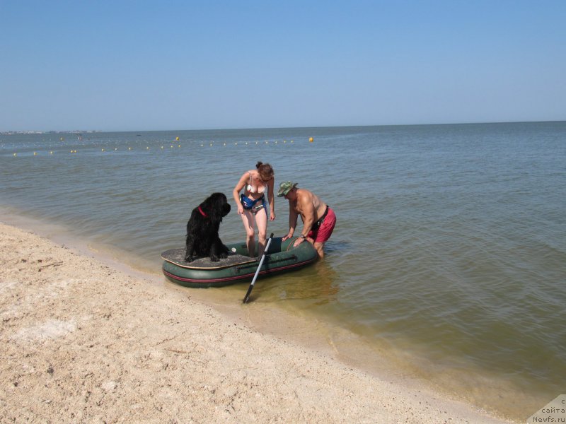 Фото: ньюфаундленд Бегущая по Волнам Харизма (Beguschaya po Volnam Harizma), Галина Акулина, Владимир Ключенович
