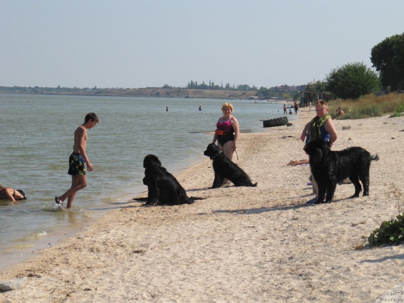 Фото: ньюфаундленд Эхо Москвы с Берега Дона (Eho Moskvy s Berega Dona), ньюфаундленд Русская Красавица Нюра, ньюфаундленд Черчиль Сэр Гай, Миша, Елена Бажутина, Галина Артюшина