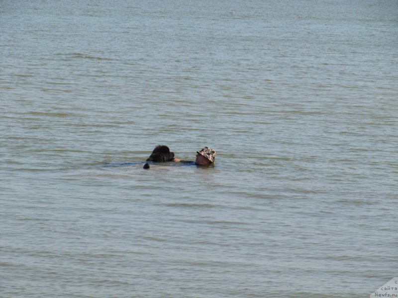 Фото: Галина Артюшина, ньюфаундленд Мелти Вейв Марин Тифея (Melty Wave Marine Tifeya)