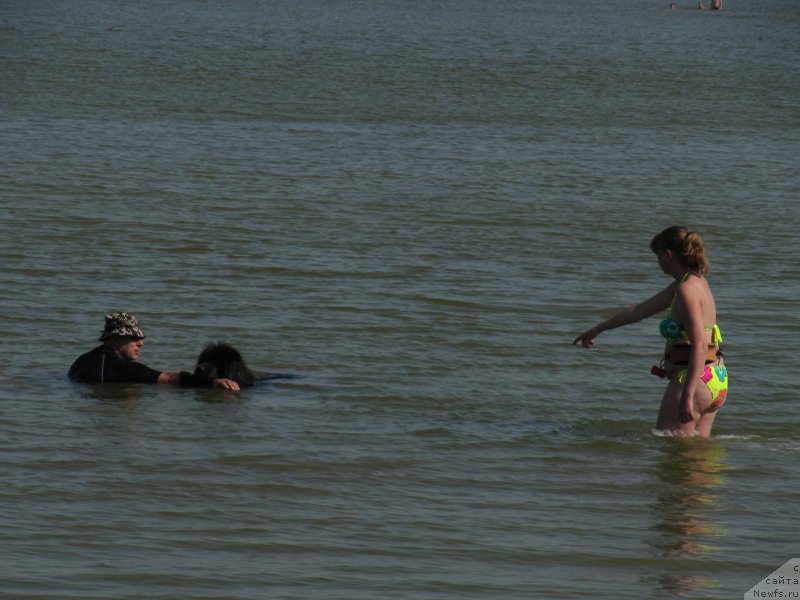 Фото: Галина Артюшина, Анна Петрушкина, ньюфаундленд Мелти Вейв Марин Тифея (Melty Wave Marine Tifeya)